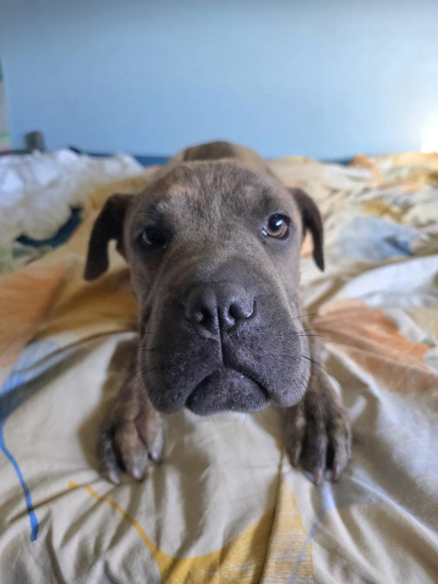 Enlarge Gia, a ADOPTABLE mixed breed in Fort Collins, CO image 2/6