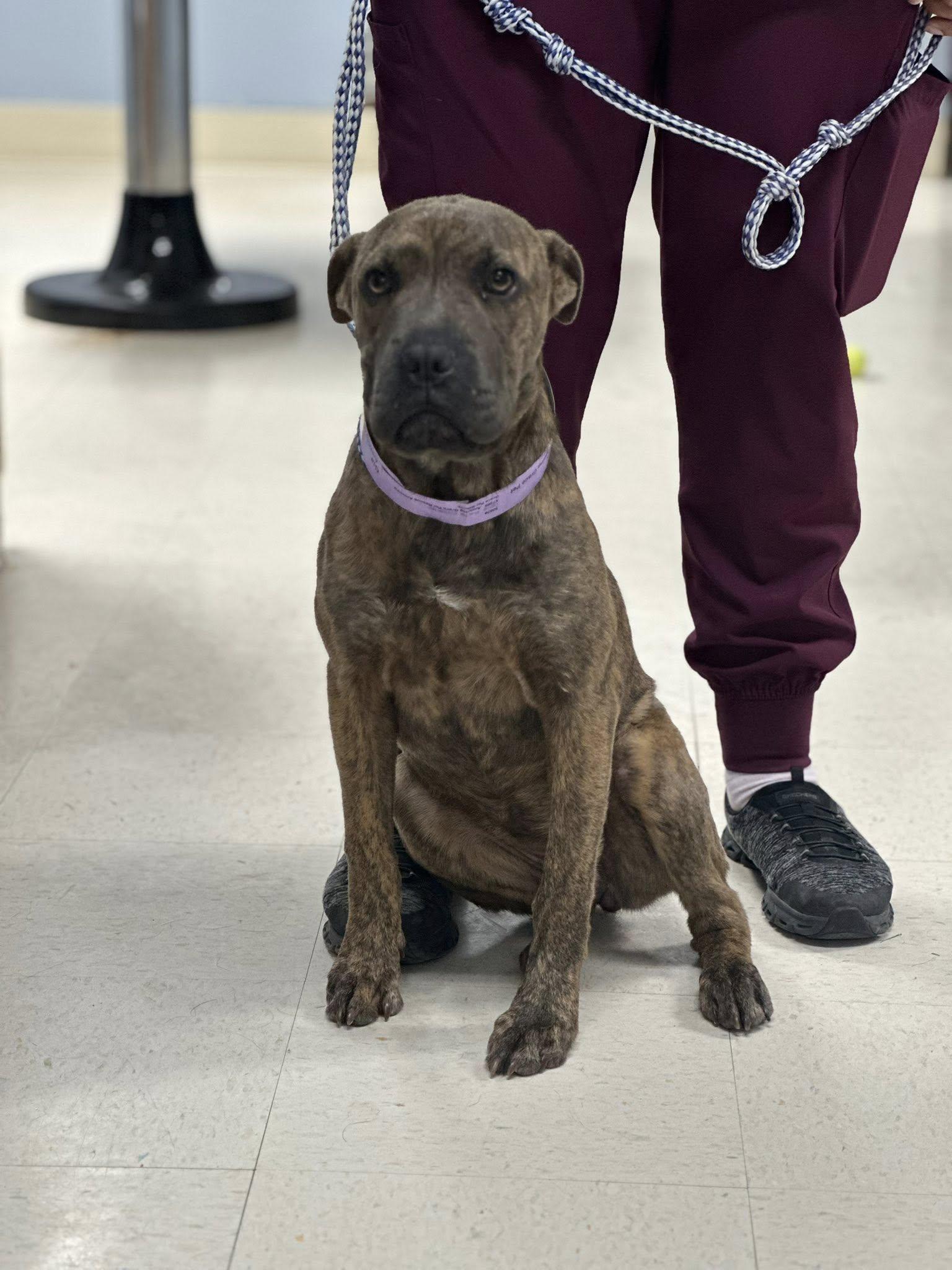 Enlarge Gia, a ADOPTABLE mixed breed in Fort Collins, CO image 3/6
