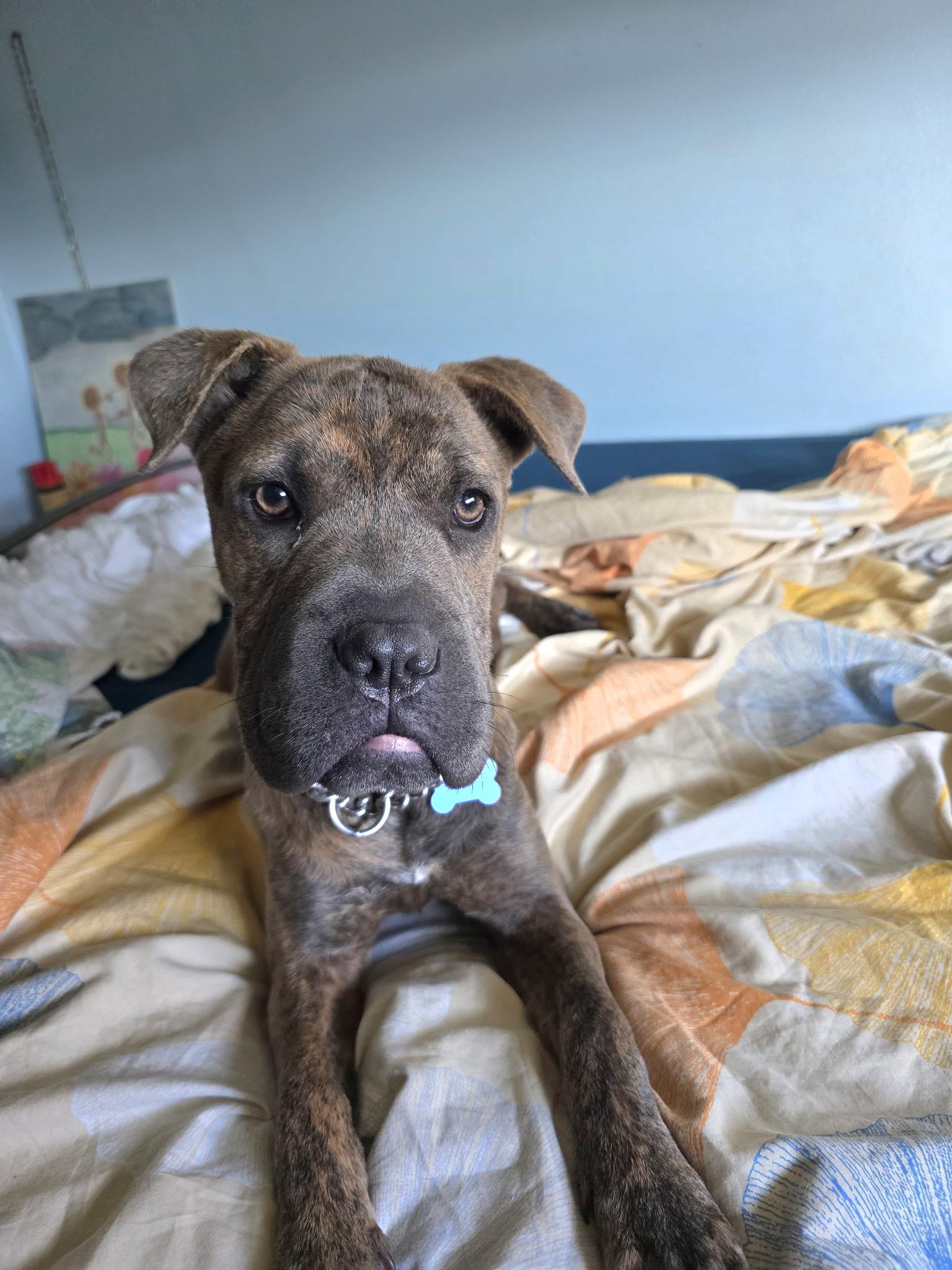 Enlarge Gia, a ADOPTABLE mixed breed in Fort Collins, CO image 6/6