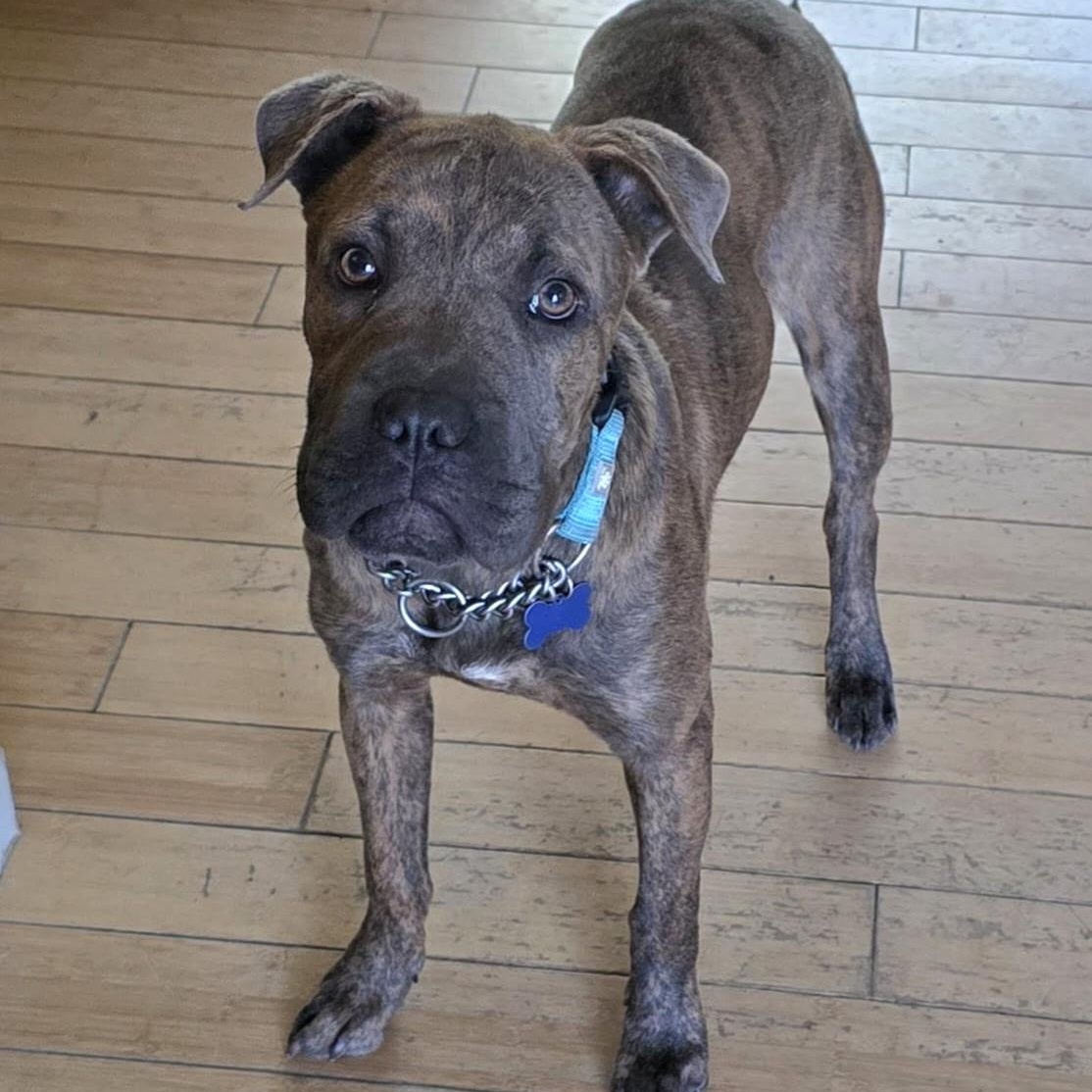 Enlarge Gia, a ADOPTABLE mixed breed in Fort Collins, CO image 1/6