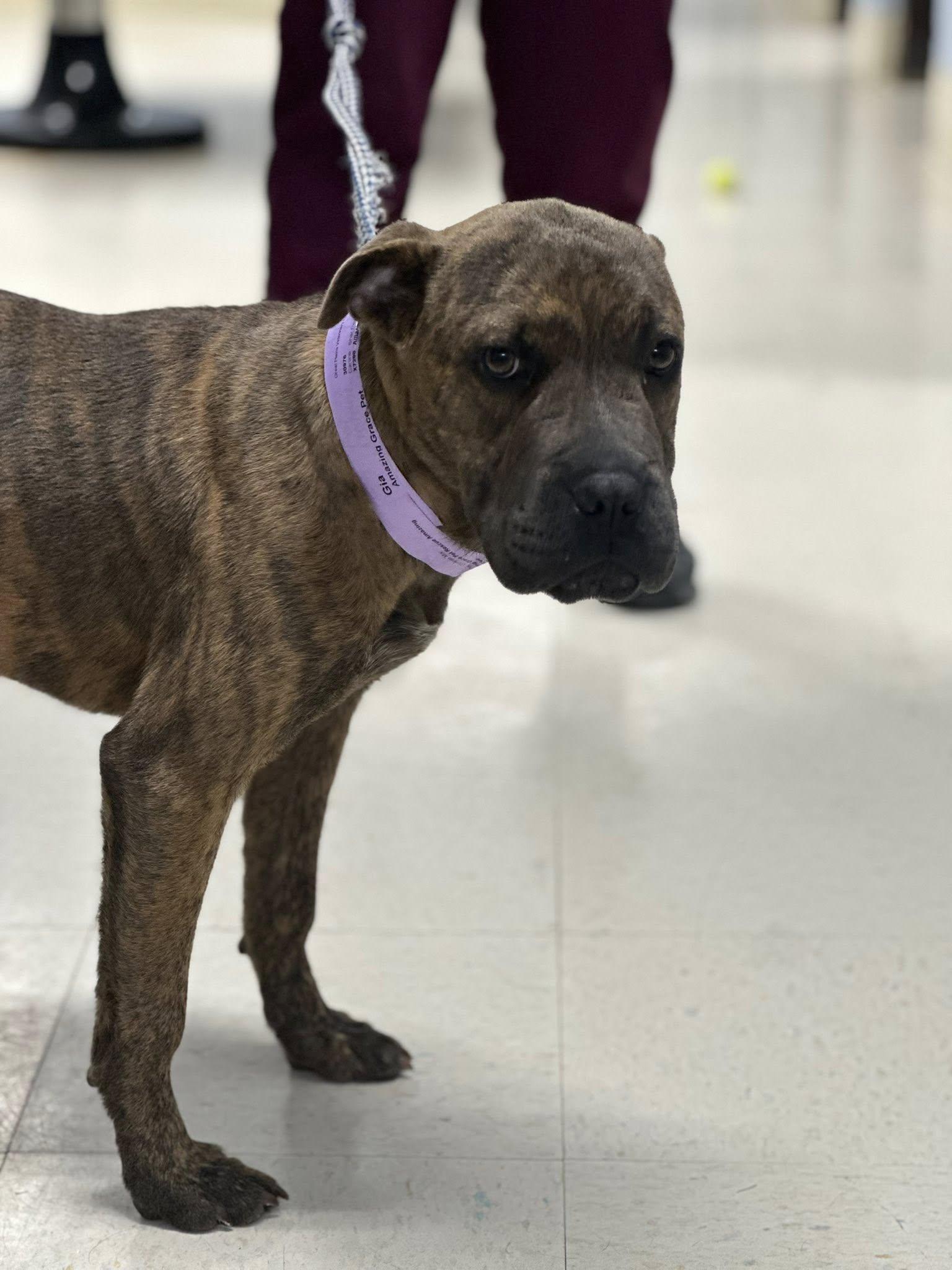 Enlarge Gia, a ADOPTABLE mixed breed in Fort Collins, CO image 4/6