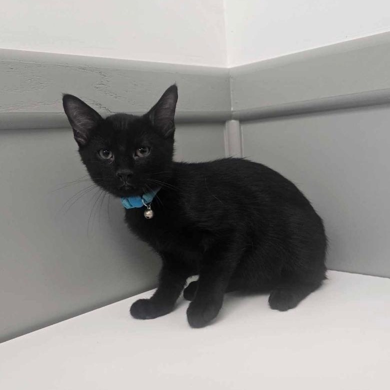 Spookers, Baby Male Domestic Short Hair