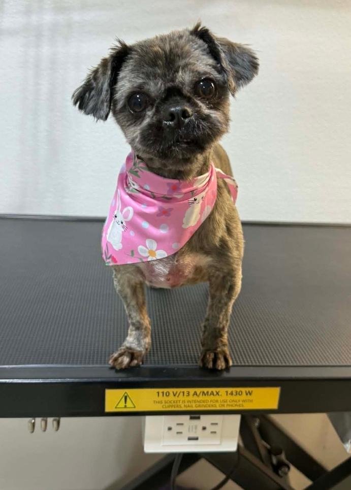 Bridget, adopted, Adult Female Shih Tzu.