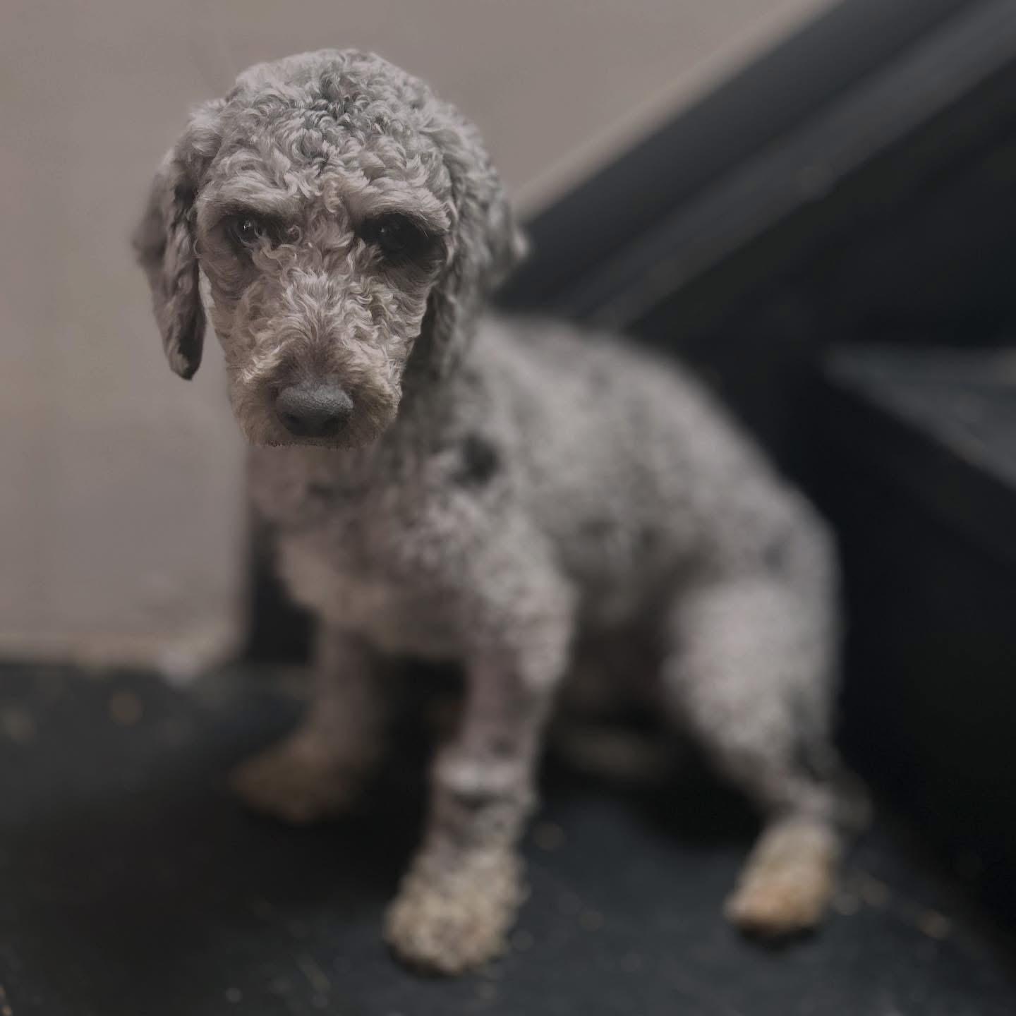 North, ADOPTABLE, Puppy Male Miniature Poodle.