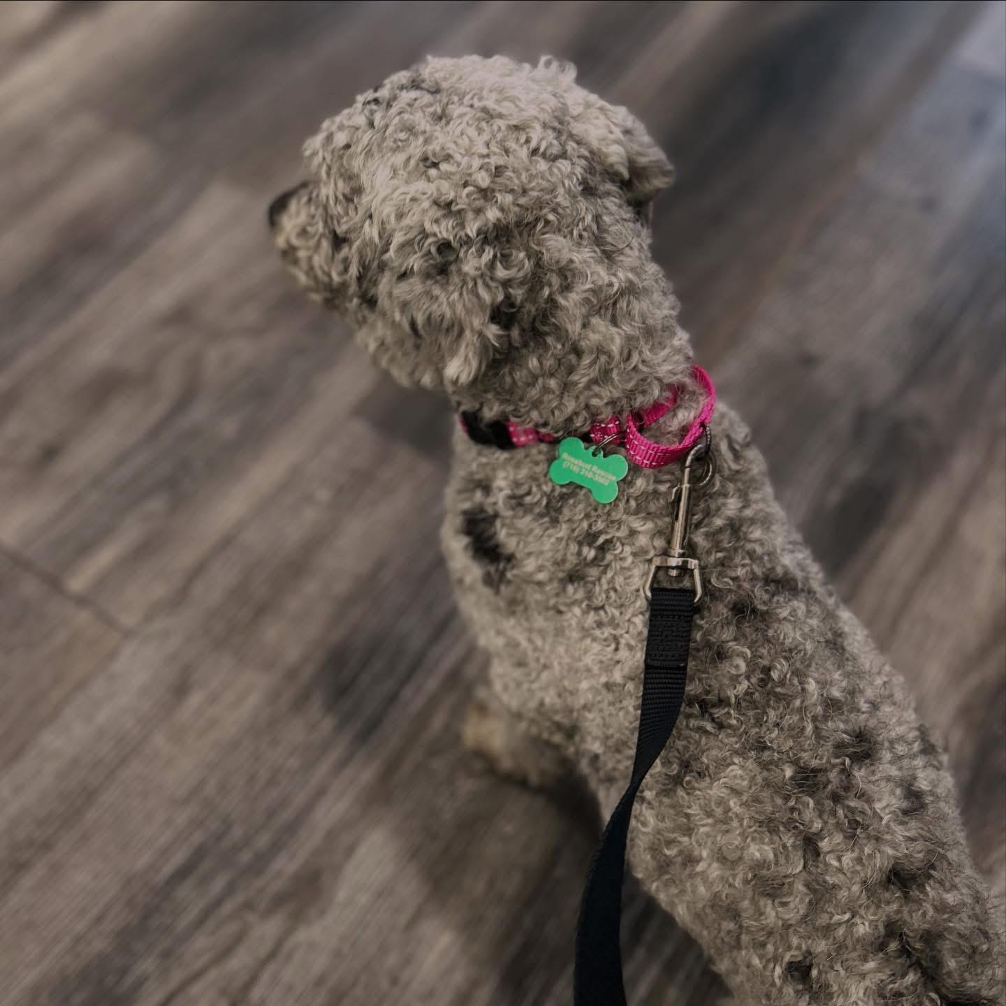 Enlarge North, a ADOPTABLE mixed breed in West Falls, NY image 2/2