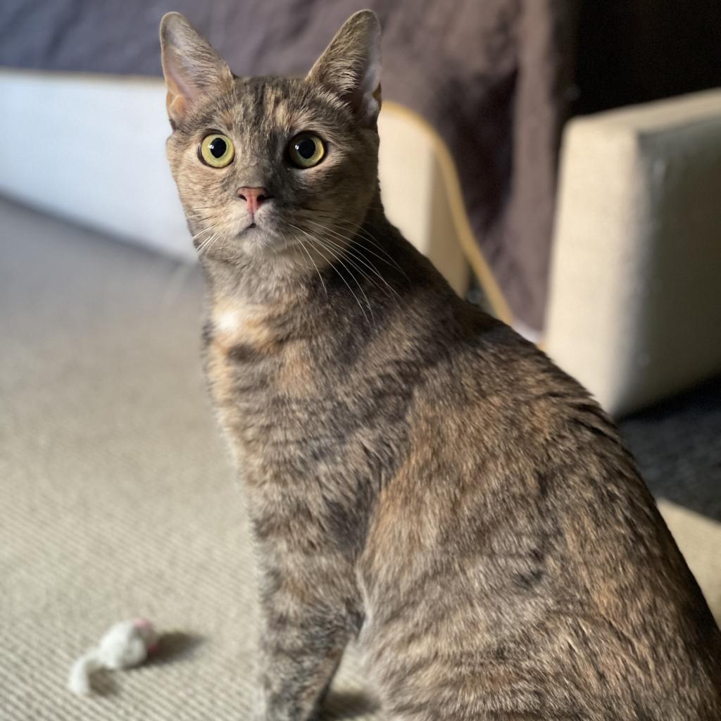 Enlarge Nutella, a Adopted Domestic Short Hair in Philadelphia, PA image 1/4