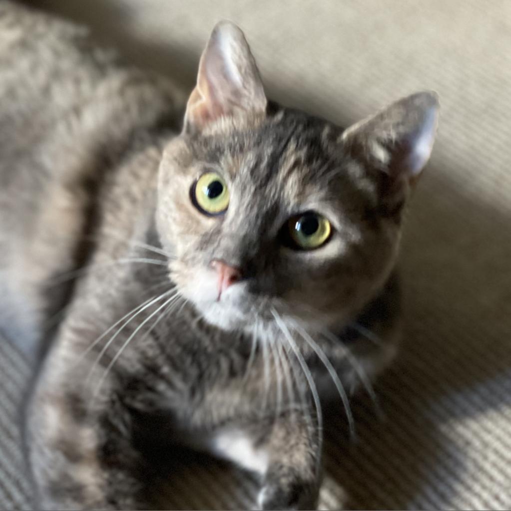 Enlarge Nutella, a Adopted Domestic Short Hair in Philadelphia, PA image 2/4