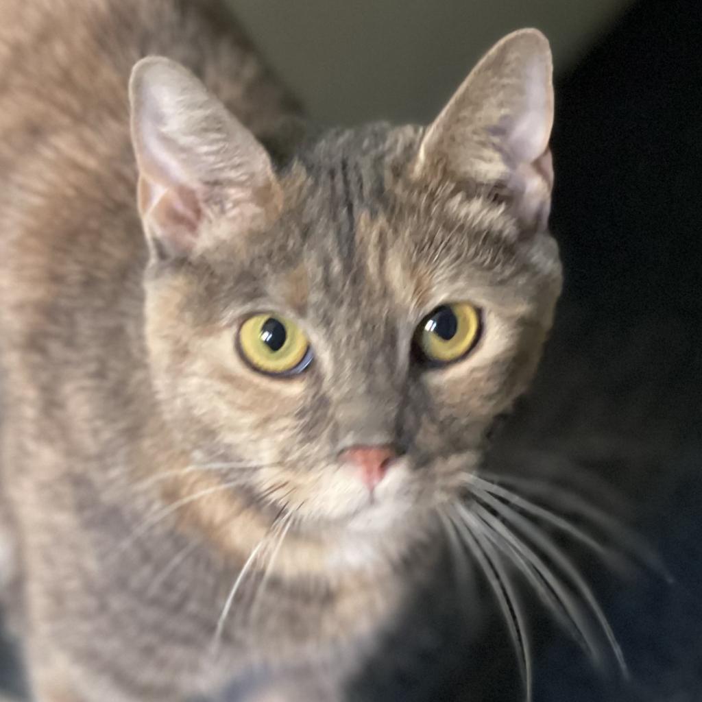 Enlarge Nutella, a Adopted Domestic Short Hair in Philadelphia, PA image 3/4