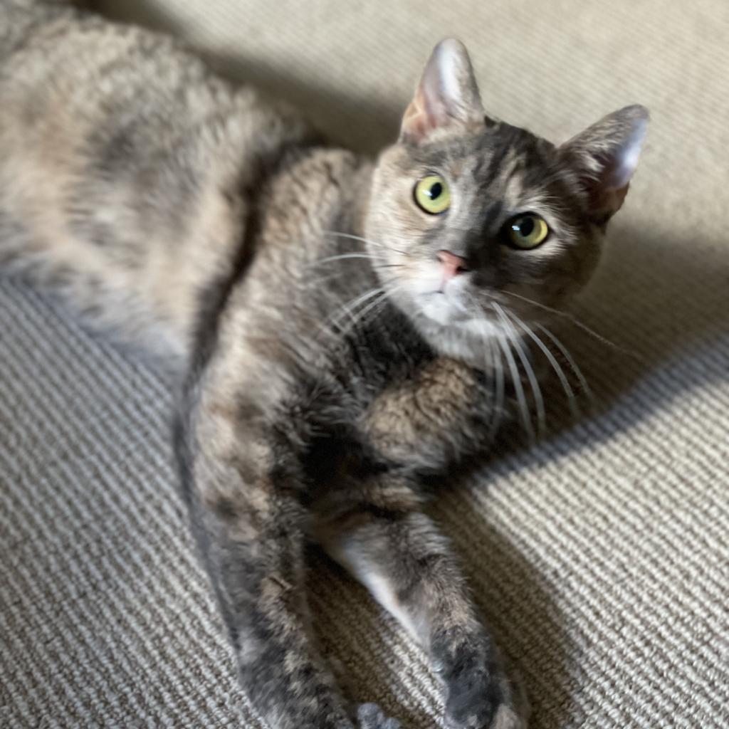 Enlarge Nutella, a Adopted Domestic Short Hair in Philadelphia, PA image 4/4