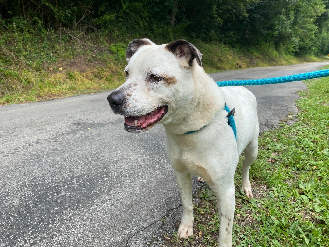 Enlarge Elliott , a Adoptable mixed breed in New Martinsville, WV image 1/10