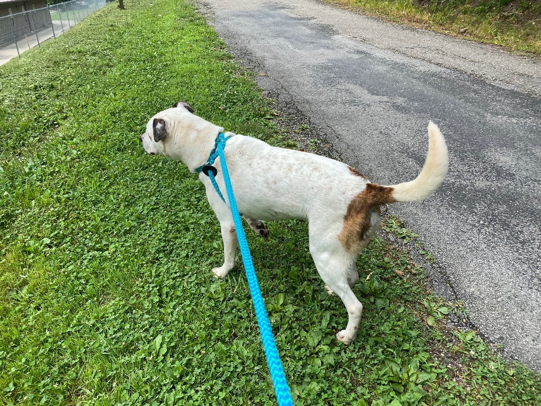 Enlarge Elliott , a Adoptable mixed breed in New Martinsville, WV image 2/10