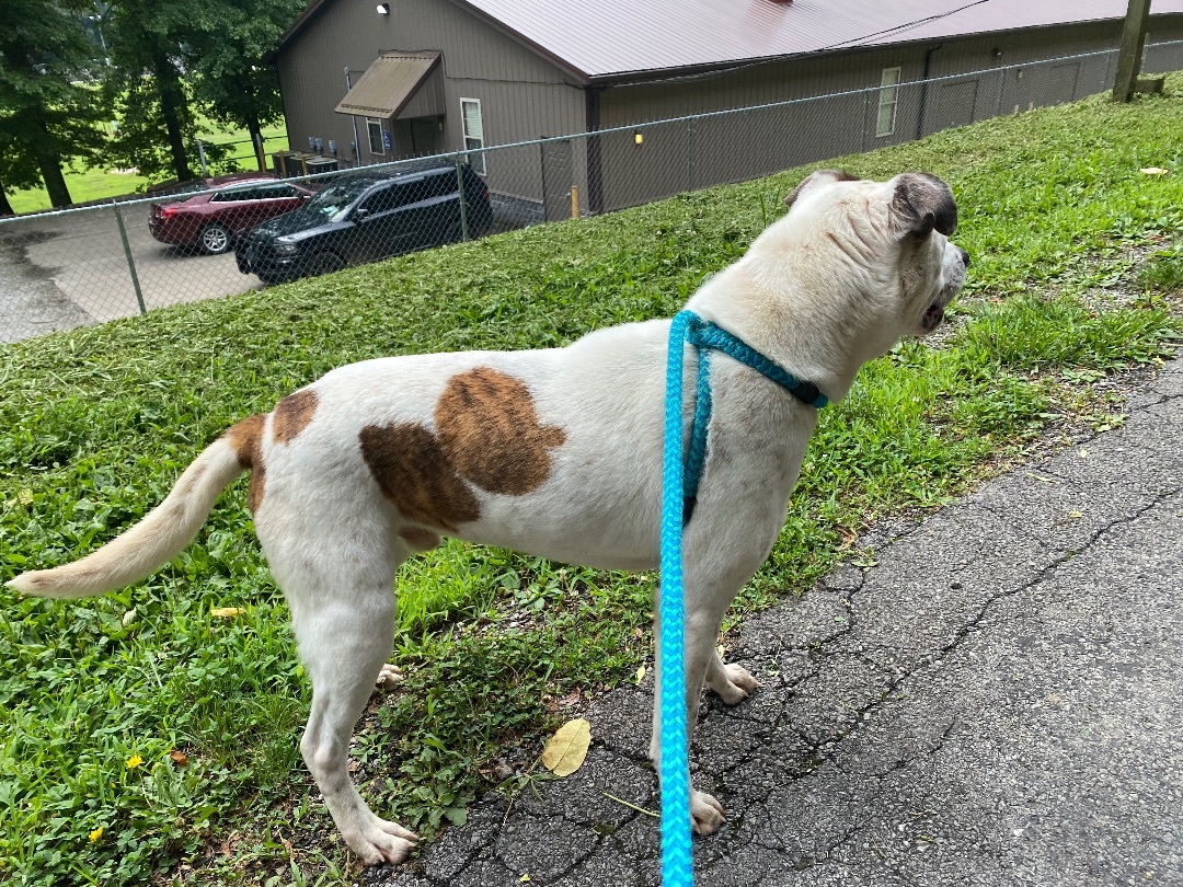 Enlarge Elliott , a Adoptable mixed breed in New Martinsville, WV image 3/10