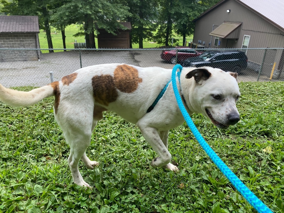 Enlarge Elliott , a Adoptable mixed breed in New Martinsville, WV image 5/10