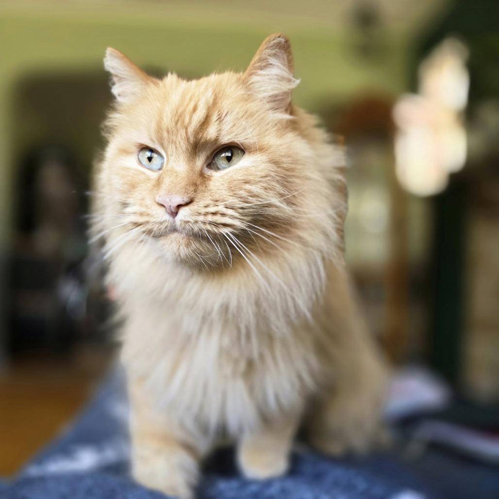 Enlarge Mac, a Adoptable Domestic Long Hair in Pittsburgh, PA image 1/6
