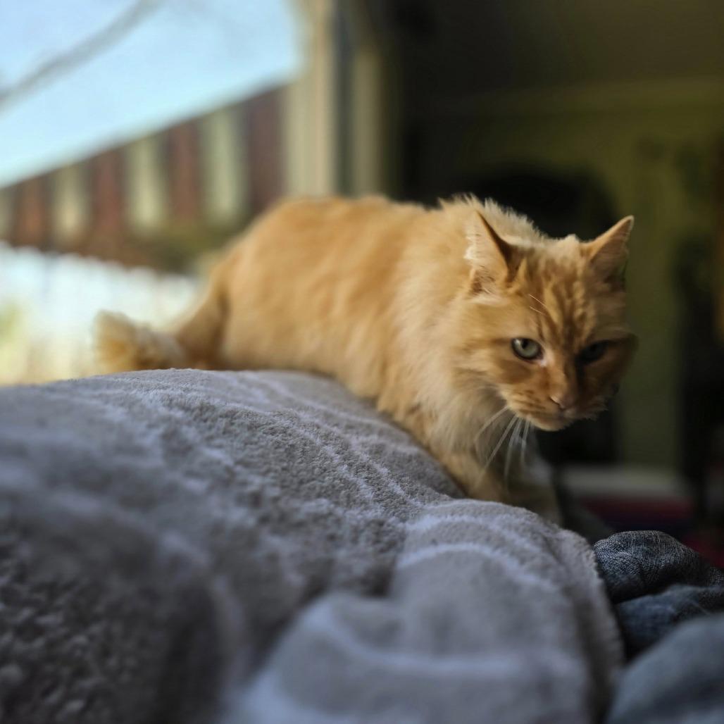 Enlarge Mac, a Adoptable Domestic Long Hair in Pittsburgh, PA image 2/6