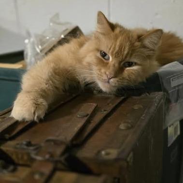 Enlarge Mac, a Adoptable Domestic Long Hair in Pittsburgh, PA image 3/6