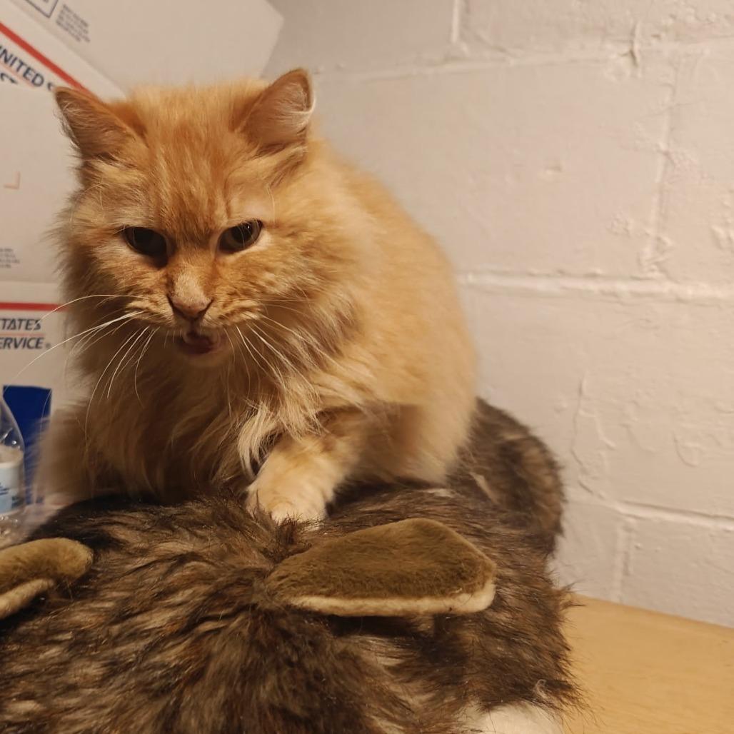 Enlarge Mac, a Adoptable Domestic Long Hair in Pittsburgh, PA image 4/6