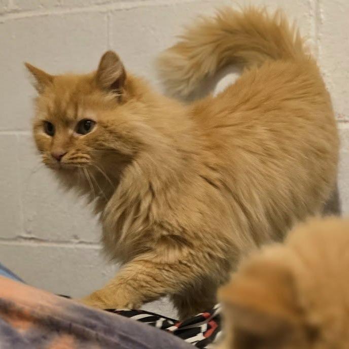 Enlarge Mac, a Adoptable Domestic Long Hair in Pittsburgh, PA image 5/6