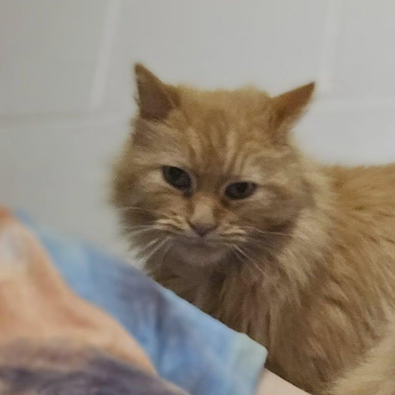 Enlarge Mac, a Adoptable Domestic Long Hair in Pittsburgh, PA image 6/6