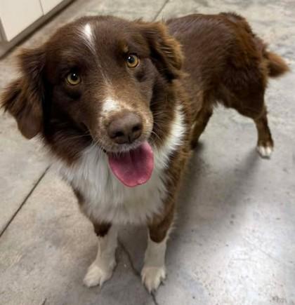 Enlarge Lacey, a Adoptable mixed breed in Lampasas, TX image 1/2