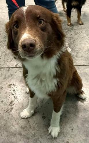 Enlarge Lacey, a Adoptable mixed breed in Lampasas, TX image 2/2