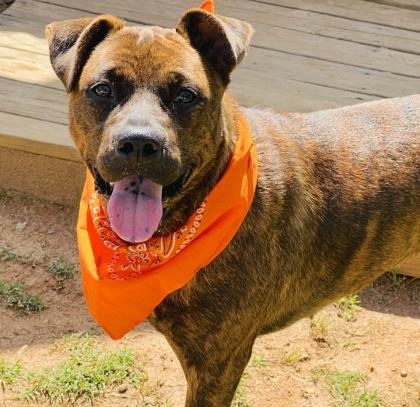 Rosebud Adoption Fee Sponsored, a Adoptable mixed breed in Seneca, SC image 1/3