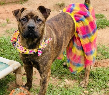 Rosebud Adoption Fee Sponsored, a Adoptable mixed breed in Seneca, SC image 2/3