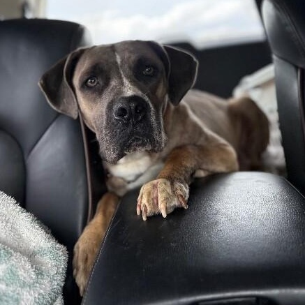 Pippa Love Secret Keeper, a Adoptable mixed breed in Blaine, WA image 3/6