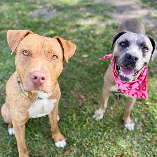 Pippa Love Secret Keeper, a Adoptable mixed breed in Blaine, WA image 4/6
