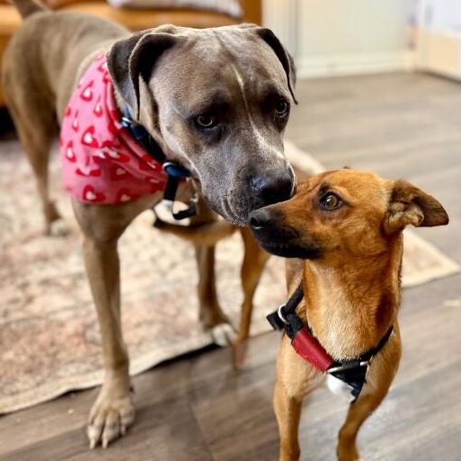 Pippa Love Secret Keeper, a Adoptable mixed breed in Blaine, WA image 5/6