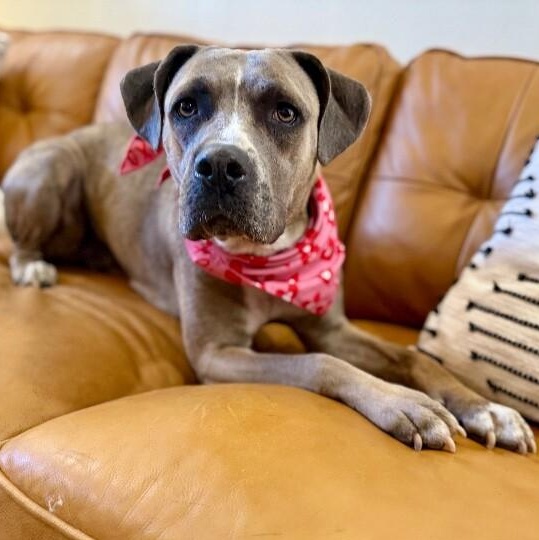 Pippa Love Secret Keeper, a Adoptable mixed breed in Blaine, WA image 1/6