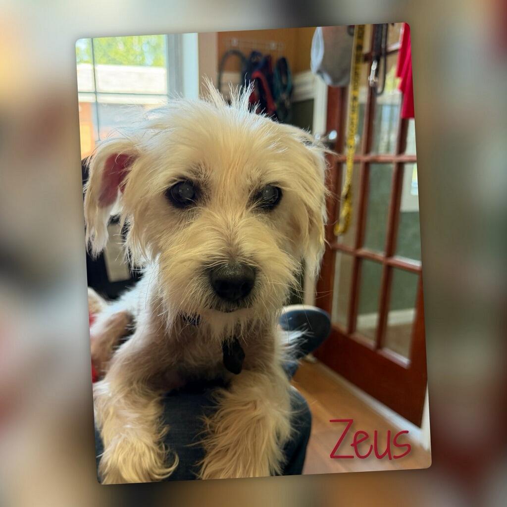 Enlarge Zeus, a ADOPTABLE mixed breed in Fredericksburg, VA image 3/6