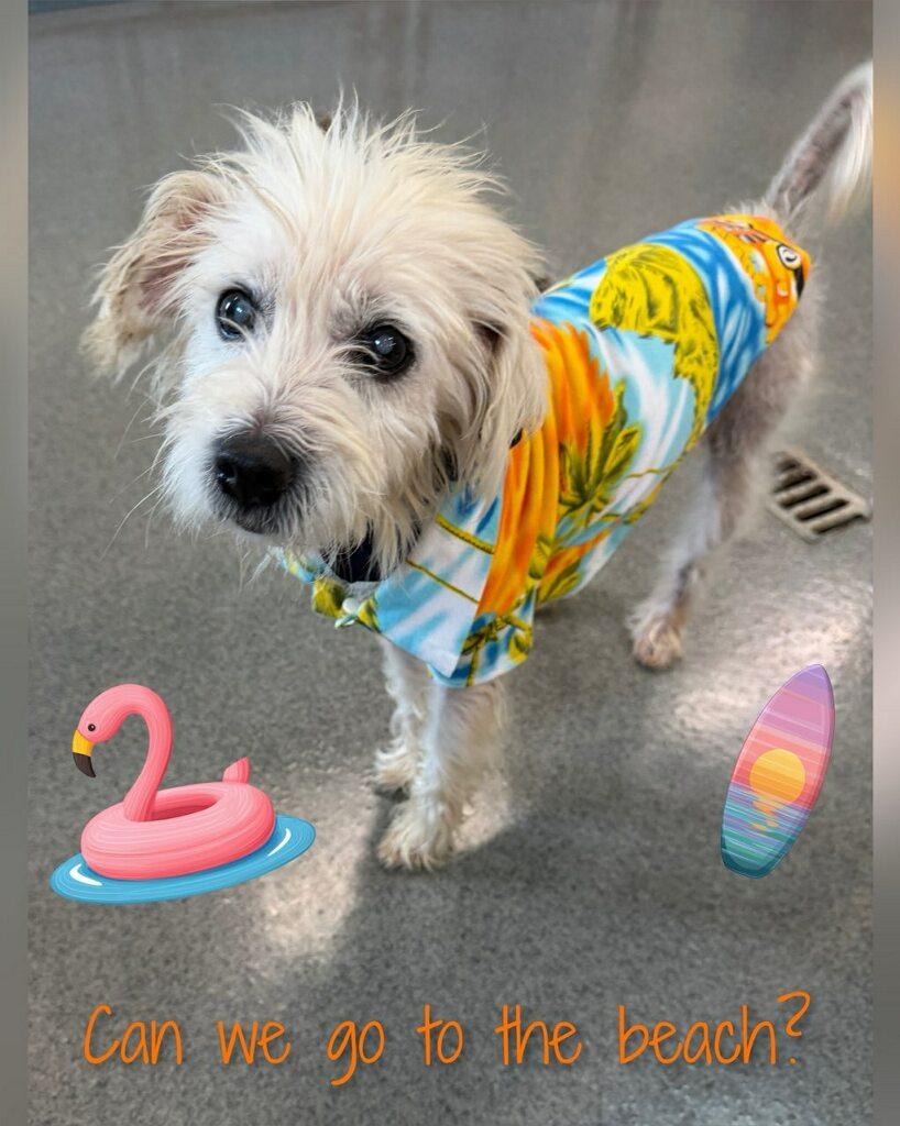 Enlarge Zeus, a ADOPTABLE mixed breed in Fredericksburg, VA image 6/6