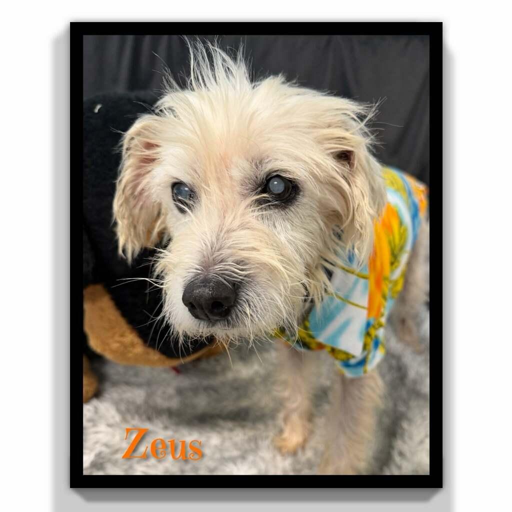 Enlarge Zeus, a ADOPTABLE mixed breed in Fredericksburg, VA image 4/6