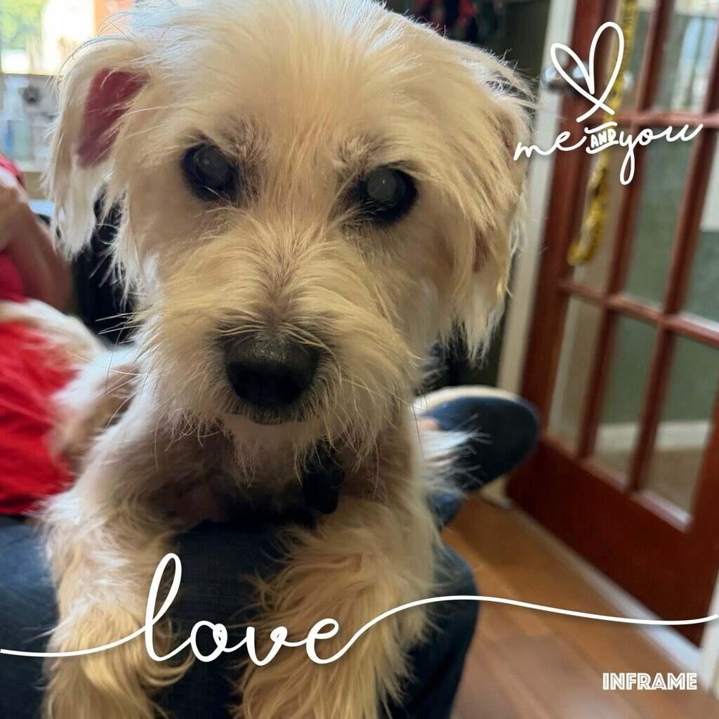 Zeus, ADOPTABLE, Senior Male Schnauzer.