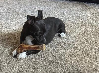 Enlarge Tootsie, a Adoptable mixed breed in Amity, OR image 2/6