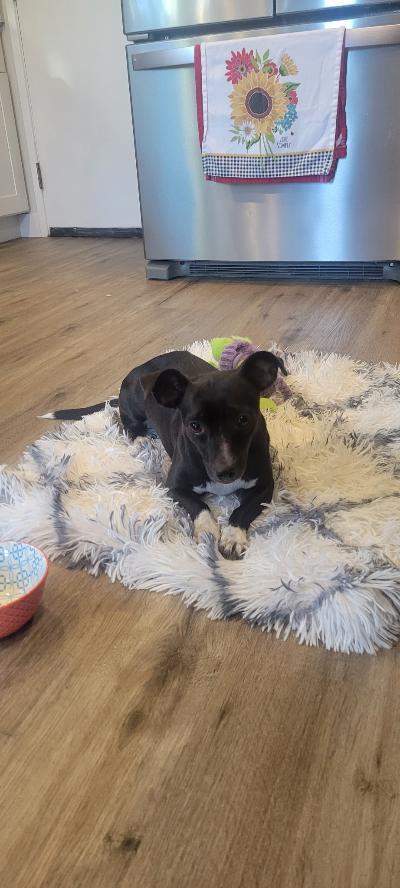 Enlarge Tootsie, a Adoptable mixed breed in Amity, OR image 6/6