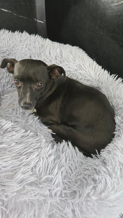 Enlarge Tootsie, a Adoptable mixed breed in Amity, OR image 3/6