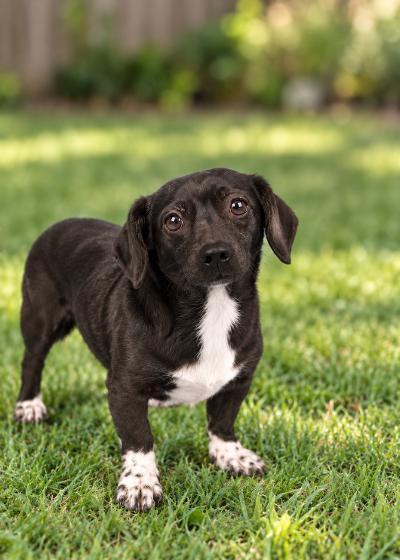 Tootsie, Adoptable, Young Female Dachshund.