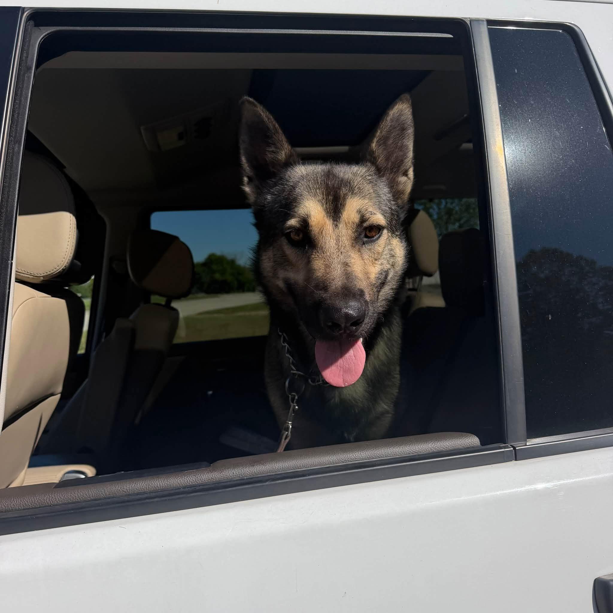 Enlarge DJ, a Adopted mixed breed in SPRINGFIELD, OH image 2/5