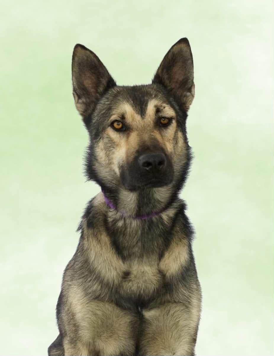 Enlarge DJ, a Adopted mixed breed in SPRINGFIELD, OH image 3/5
