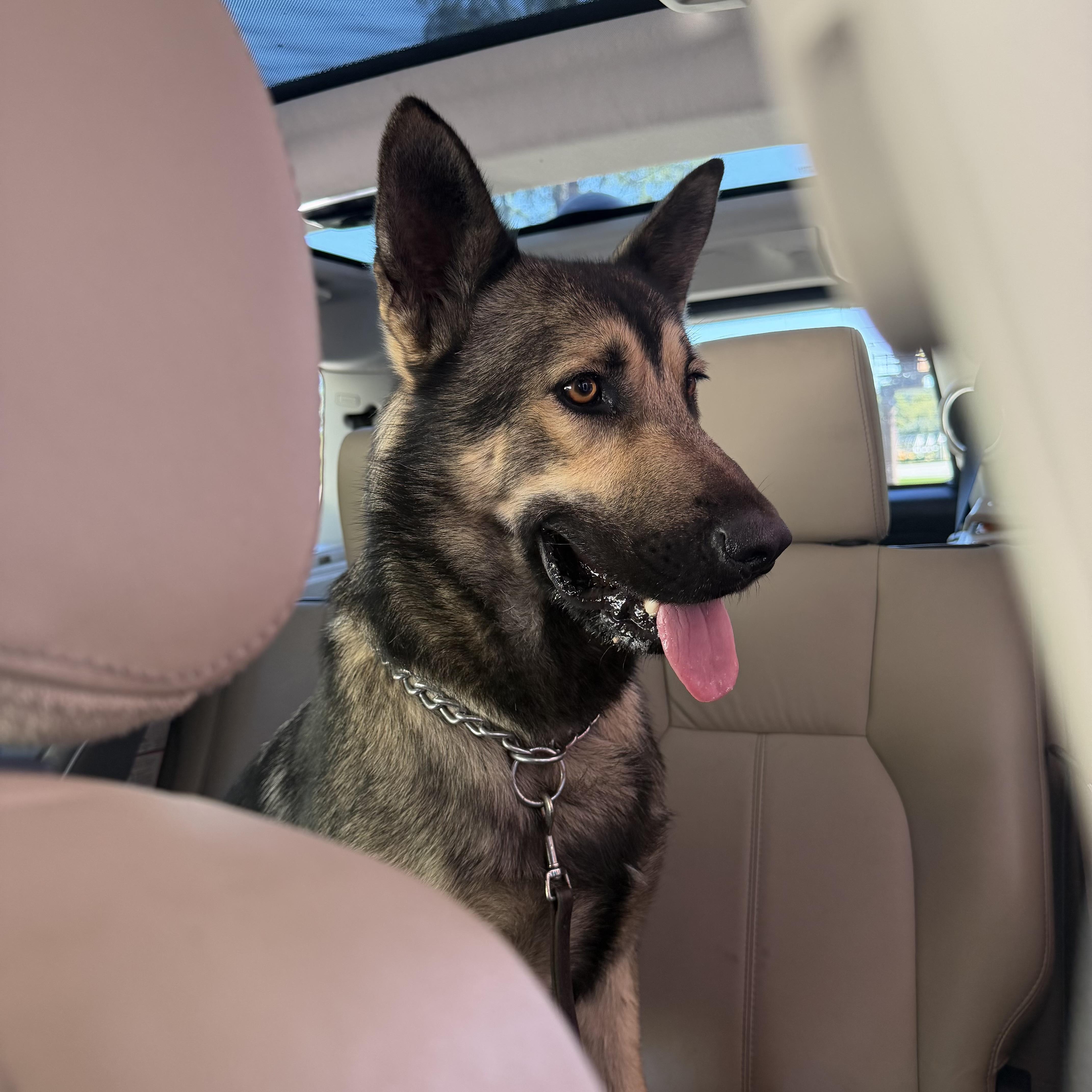 Enlarge DJ, a Adopted mixed breed in SPRINGFIELD, OH image 5/5