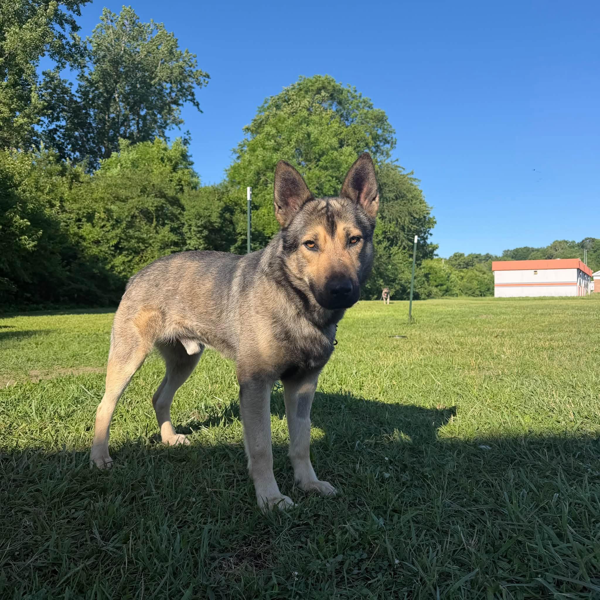 DJ, Adopted, Adult Male German Shepherd Dog.