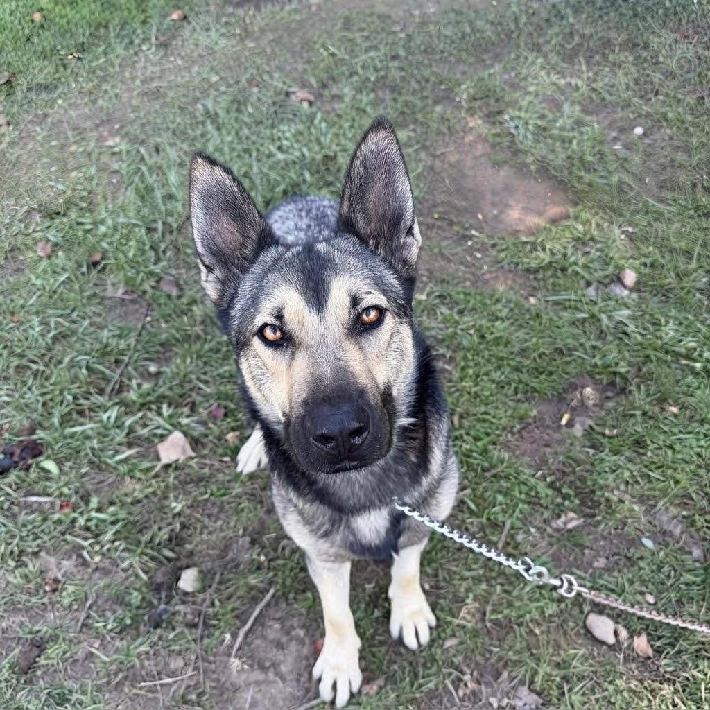 Enlarge DJ, a Adopted mixed breed in SPRINGFIELD, OH image 4/5