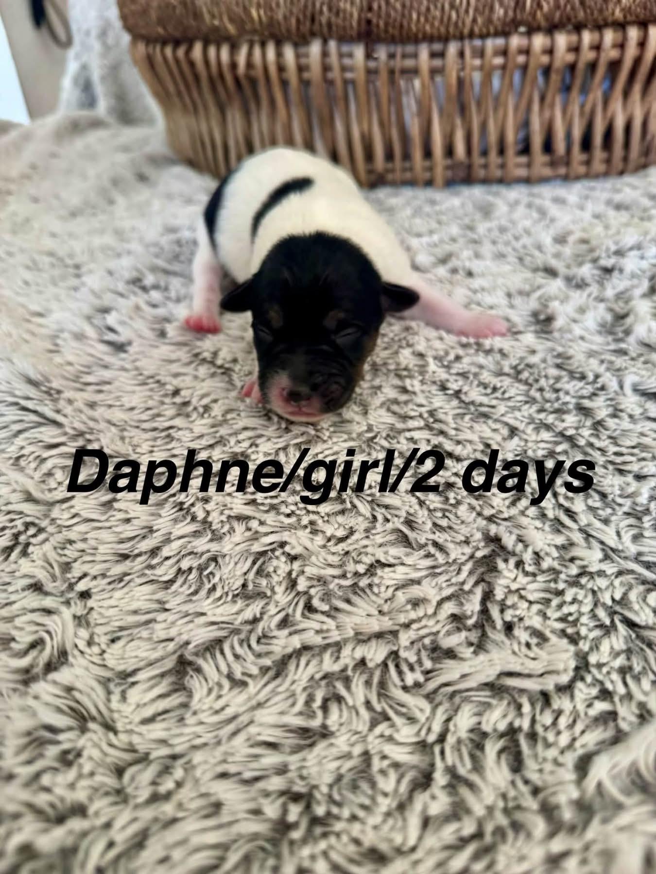 Enlarge Daphne, a Adoptable Border Collie in North Bend, OR image 2/2