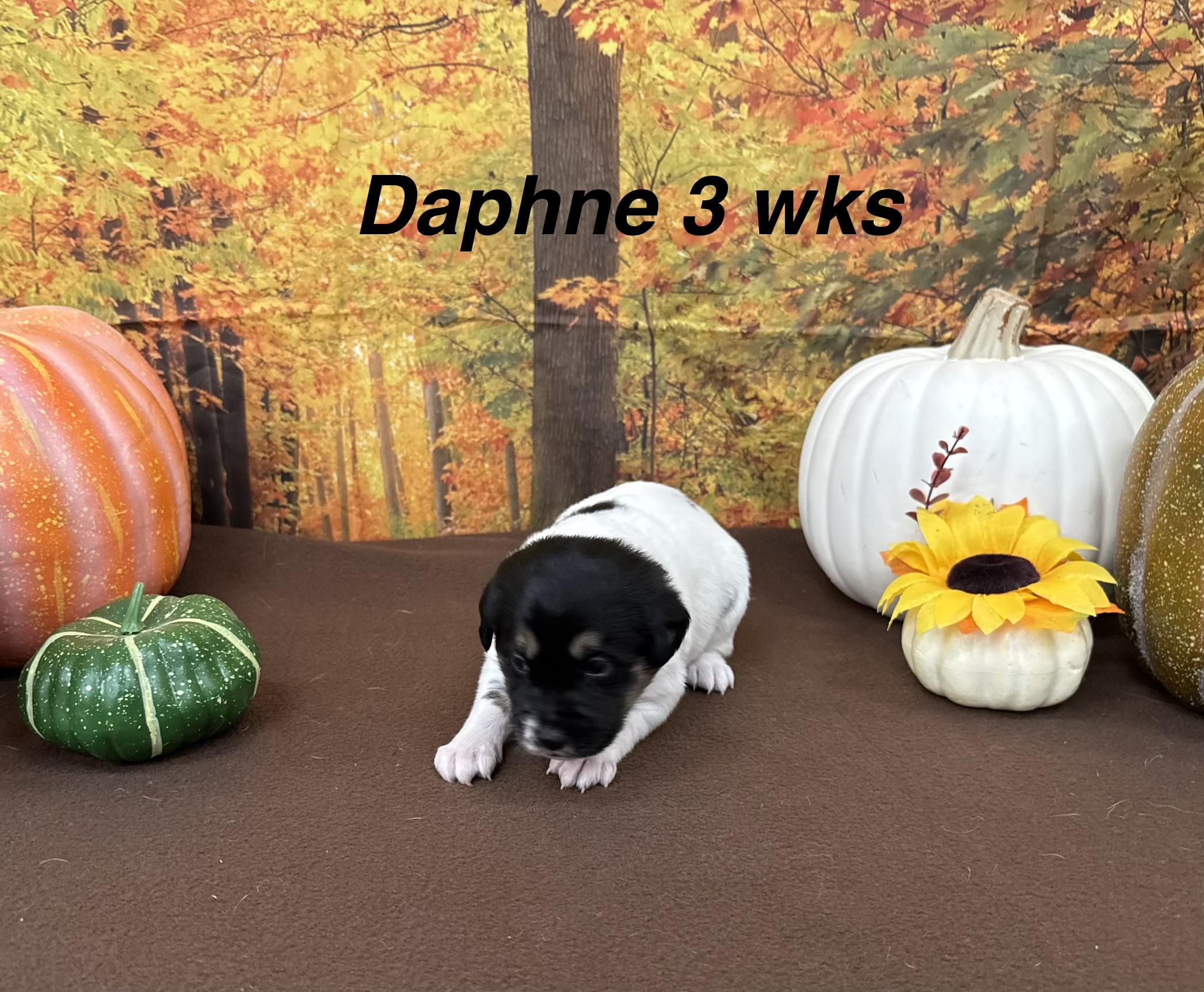 Enlarge Daphne, a Adoptable Border Collie in North Bend, OR image 1/2