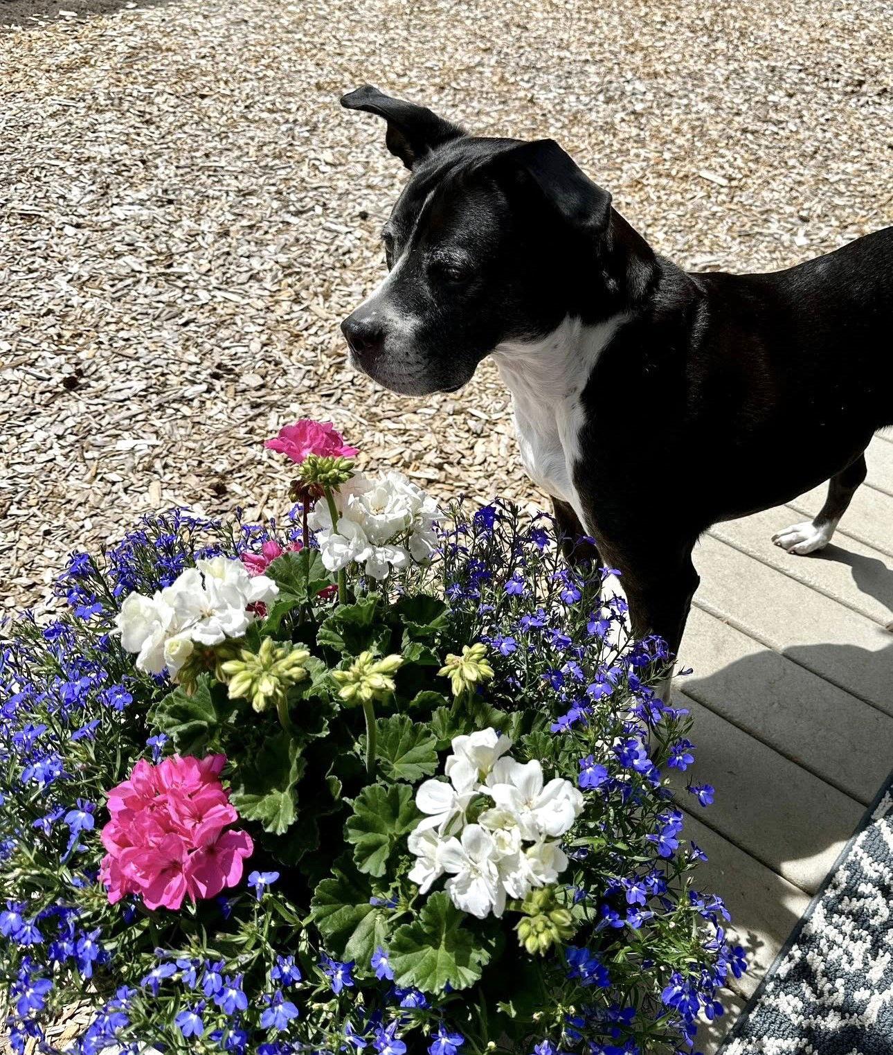 Roxy, Adopted, Senior Female Boxer.