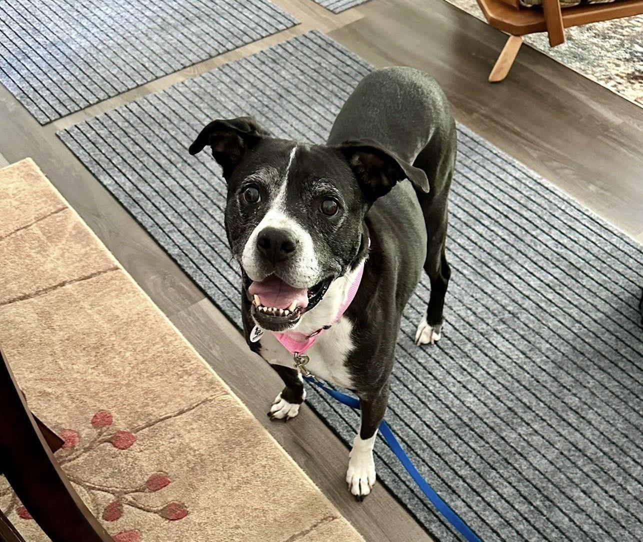 Roxy, a Adopted Boxer in Stanwood, WA image 2/3