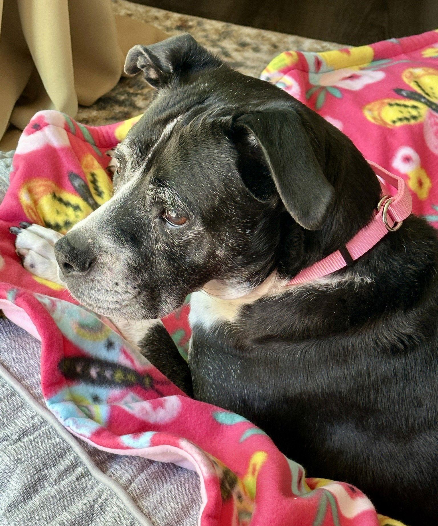 Roxy, a Adopted Boxer in Stanwood, WA image 3/3