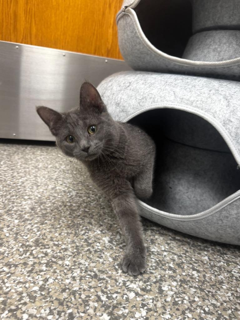 Enlarge Gem, a Adopted mixed breed in Findlay, OH image 2/4